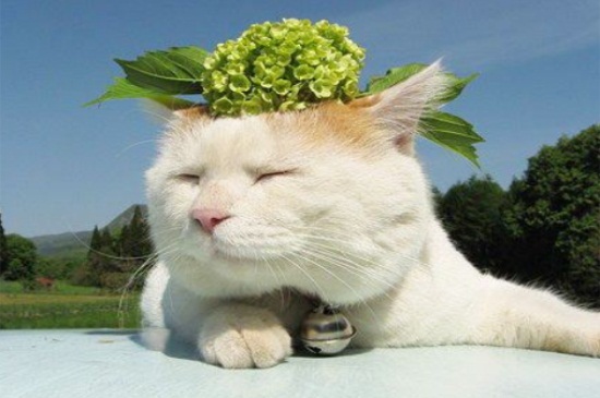 猫感冒一般几天自愈