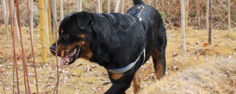 罗威纳犬怀孕多少天生
