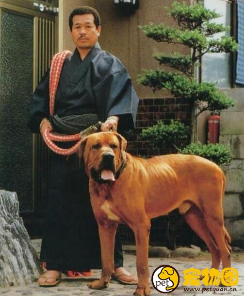 东方斗犬之王土佐犬，凶悍异常轻易不敢饲养