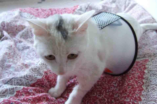 两个月小猫一天喂几次