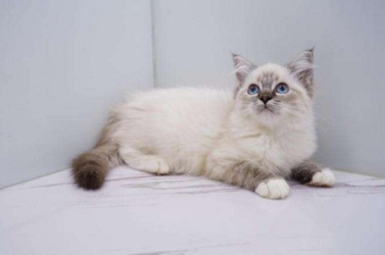 布偶猫手套是什么意思