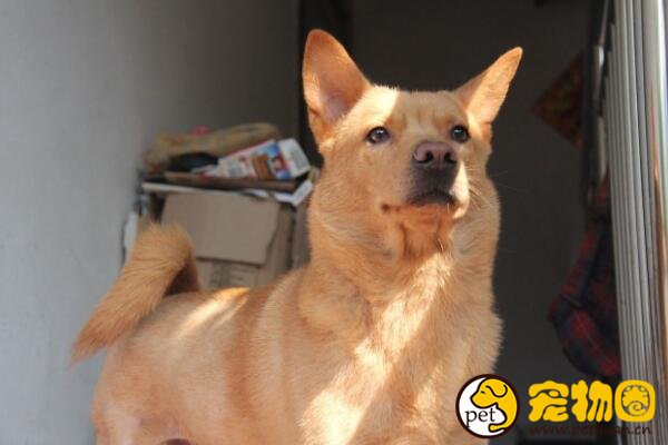 十大忠诚的狗排名，第一的中华田园犬PK掉日本秋田犬