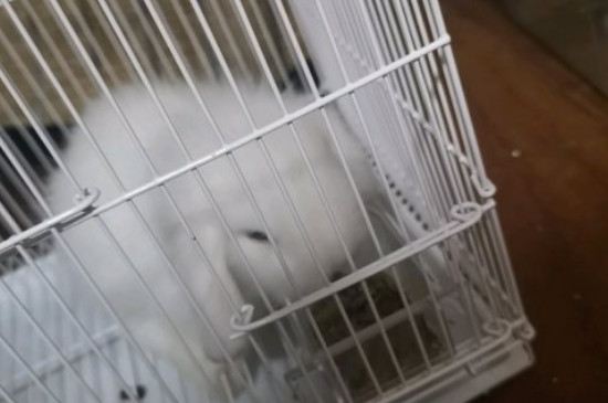 垂耳兔多大可以吃零食