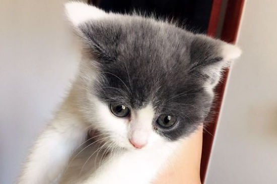 宠物猫会抓老鼠吗