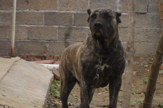 中国十大禁犬