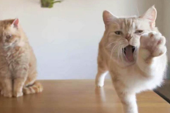 猫一窝能生几只