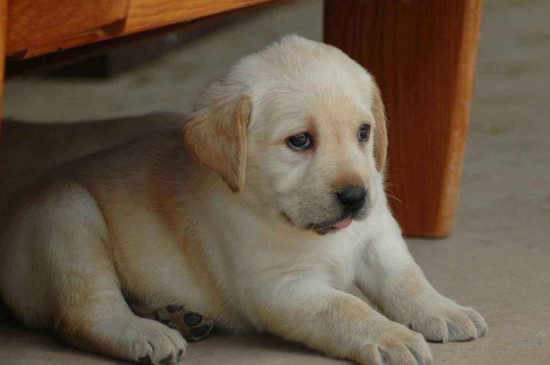 拉布拉多幼犬怎么看纯不纯