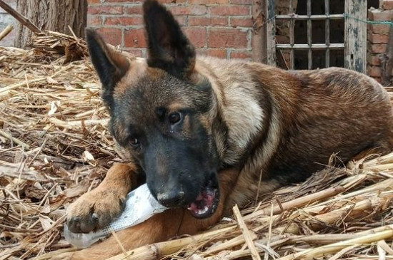 昆明犬怎么养