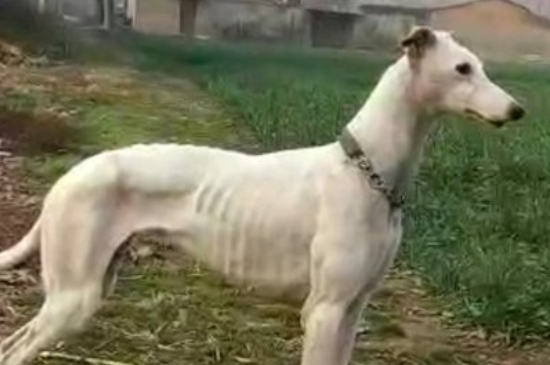 幼年灵缇犬多少钱一只，纯种灵缇犬幼崽什么价格