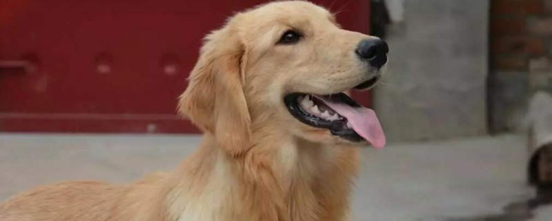 金毛犬吃什么