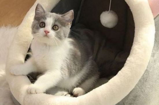 冬天猫咪怎么保暖