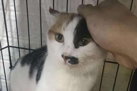猫可以吃海苔吗