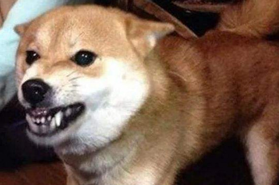 柴犬咬人吗