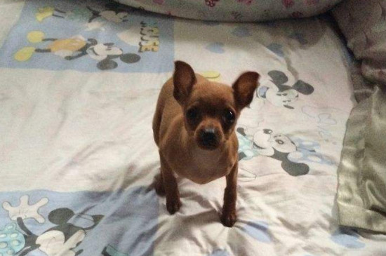 小鹿犬怎么洗澡是正确
