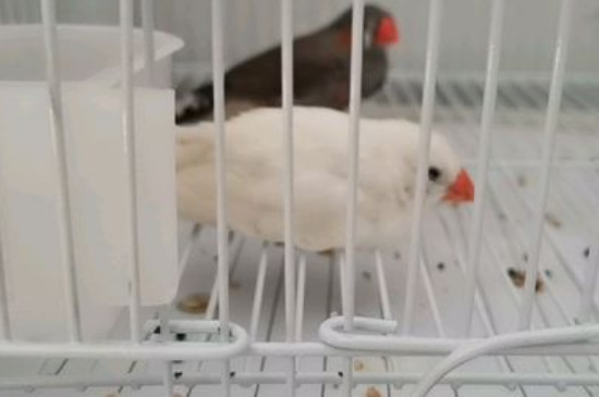 珍珠鸟怎么养不容易死