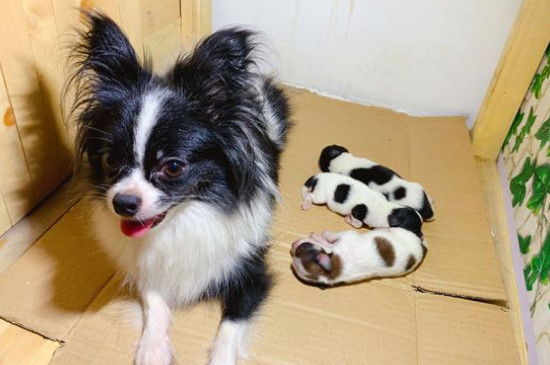 养蝴蝶犬的危害
