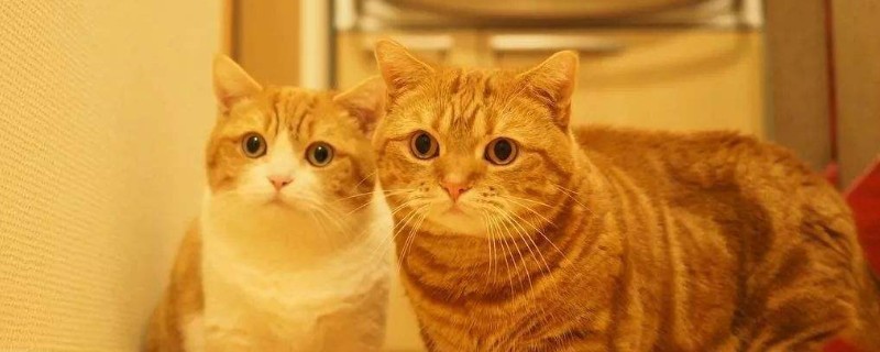 猫喜欢什么玩具