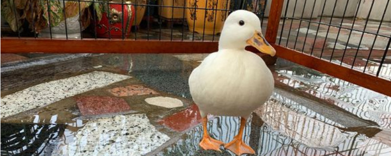 柯尔鸭难养吗