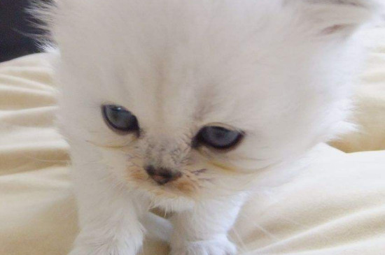 猫咪能活几年