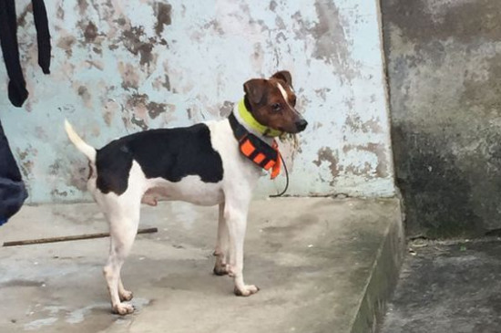 太仓猎犬咬人吗
