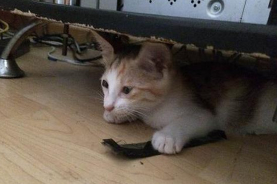 猫怎样才算麒麟尾