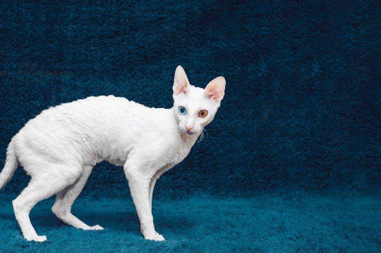 柯尼斯卷毛猫缺点