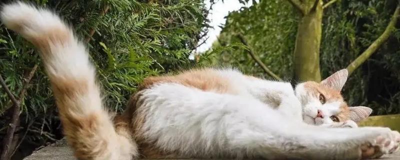猫摇尾巴是什么意思