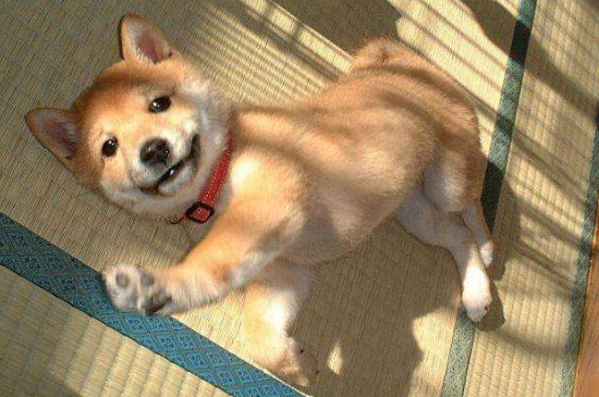42种名犬