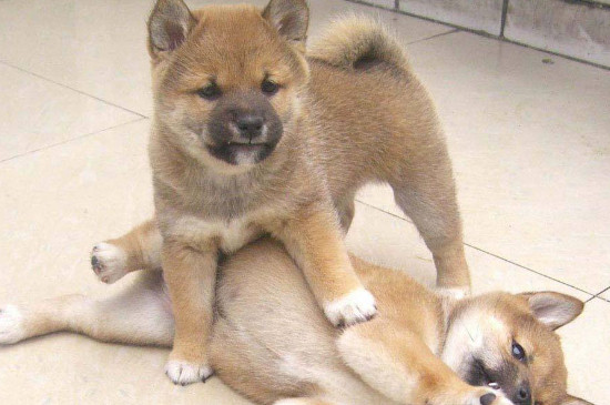 500元买个柴犬可能吗，几百块能买到但血统不纯