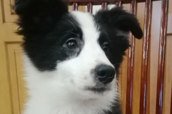 狗狗来大姨妈是什么样子