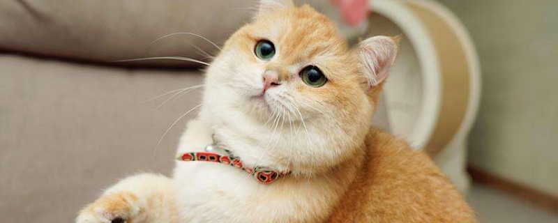 猫咪泪痕怎么去除