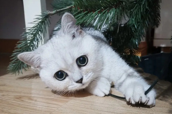 猫吃乌龟吗