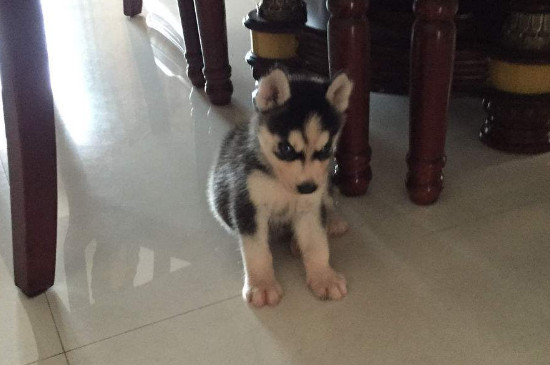 犬瘟是什么原因引起的