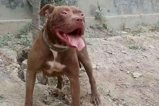 中国禁养犬种