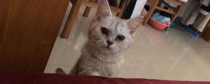 怎么知道猫咪有没有发烧