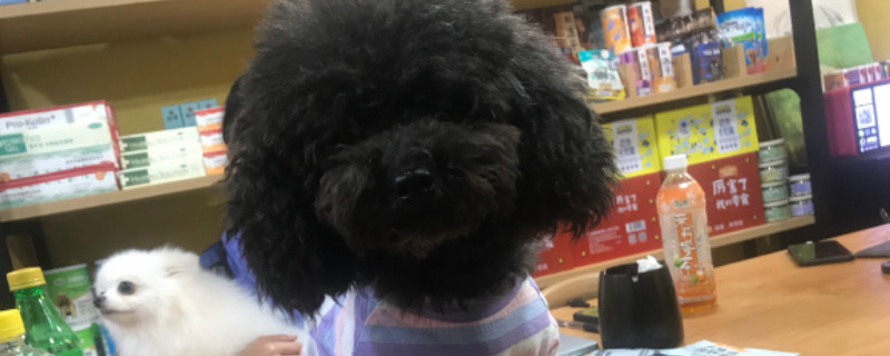 泰迪狗狗能吃草莓吗