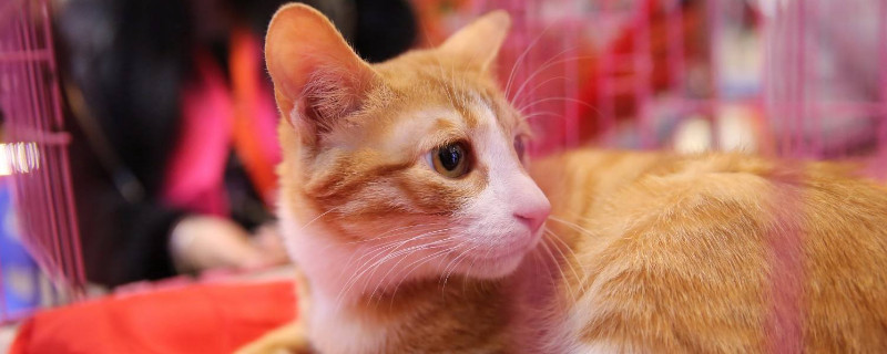 猫几个月生小猫
