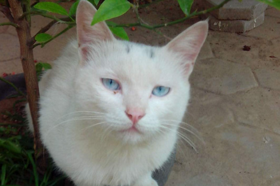 经常打猫的后果严重，猫被打狠了会怎么样