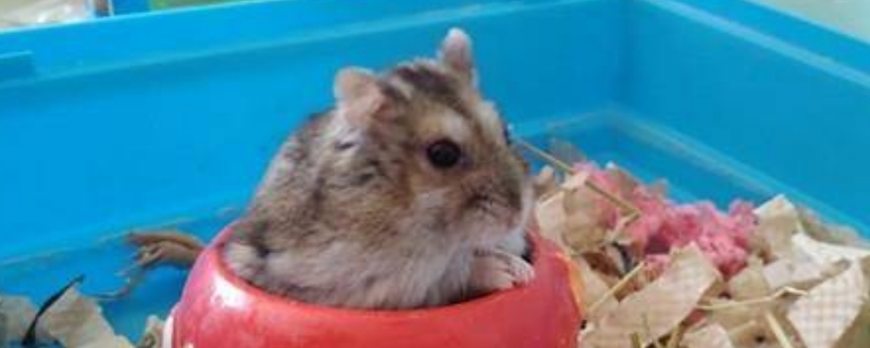 仓鼠能洗澡吗