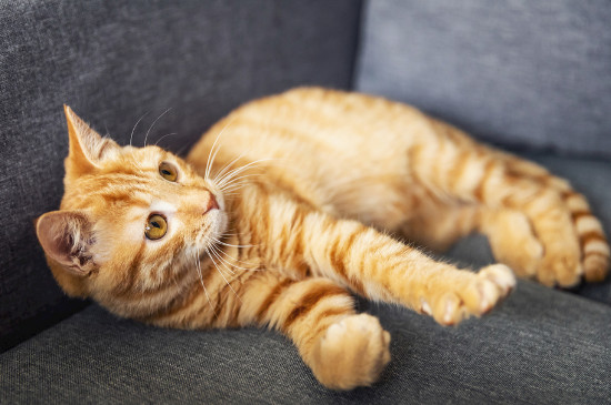 猫有什么特征