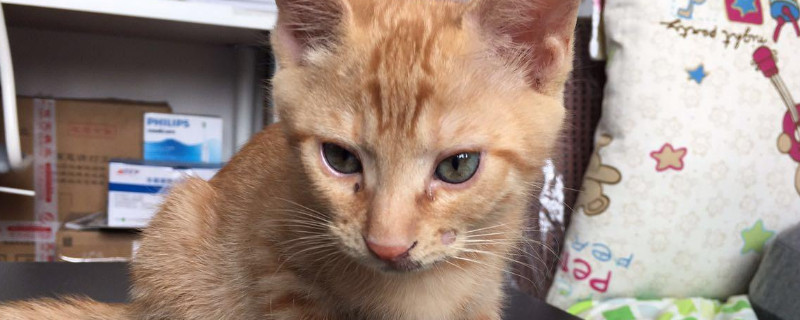 猫的眼睛为什么会变色