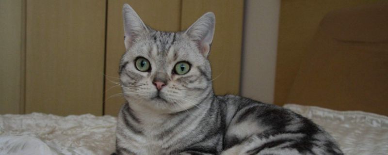 猫咪夏天掉毛严重正常吗