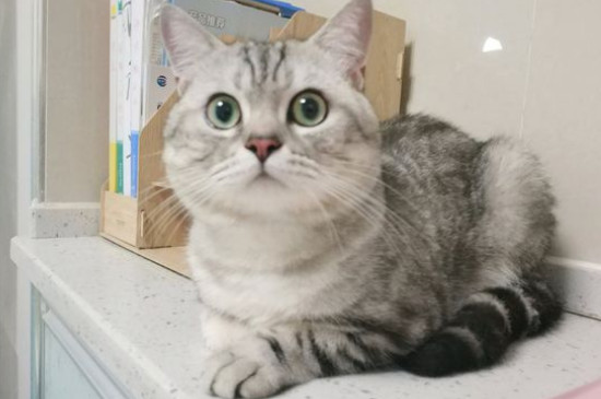 猫认识主人吗