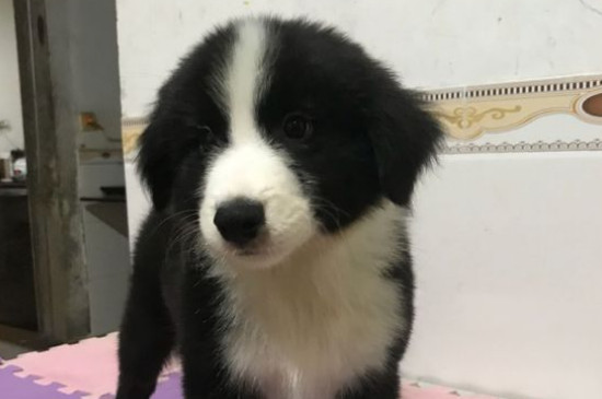 狗粮怎么选