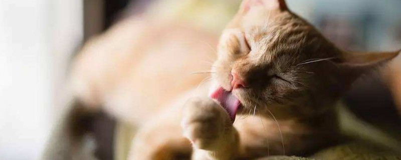 猫咪毛发黄是什么原因