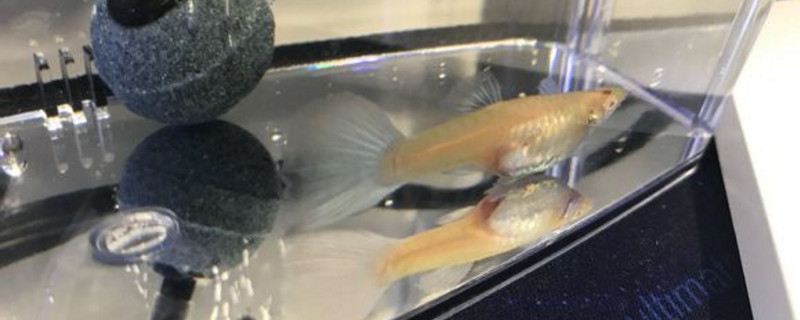 孔雀鱼很健康突然死亡