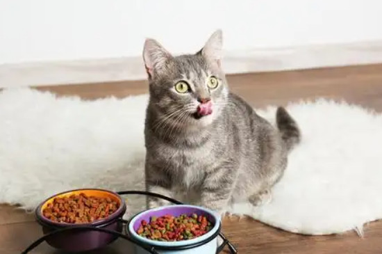 猫咪的禁忌食物