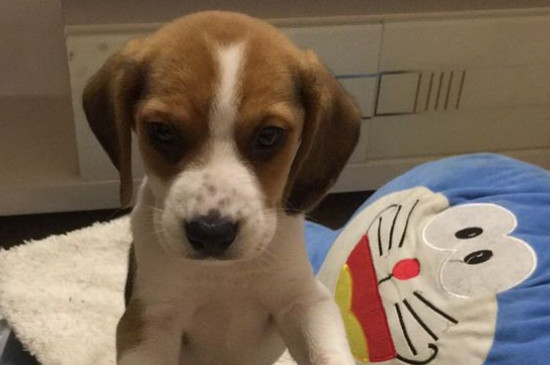 比格犬好养吗？不凶听话高智商很好养