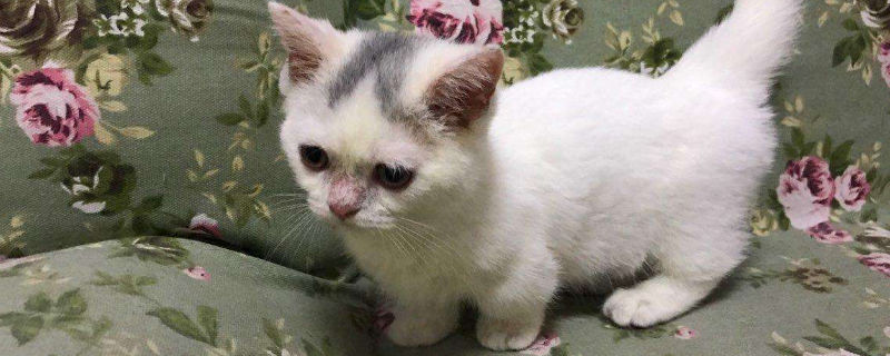 柯基猫是什么品种