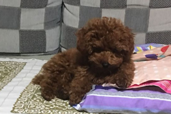 泰迪乱尿能打吗